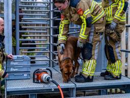 Hond klem tussen spijlen van draaideur in Tilburg