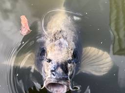 https://api.omroepbrabant.nl/img/f/$width$/$height$/0.53/0.65/bWVkaWEvcHJvZC80NTcwMTQ3LmpwZz9zdj0yMDE5LTA3LTA3JnN0PTIwMjAtMDEtMDFUMDAlM0EwMCUzQTAwWiZzZT0yMDQwLTAxLTAxVDAwJTNBMDAlM0EwMFomc3I9YiZzcD1yJnNpZz0lMkZQaUJ6ZjdYUThhNlJyWERxelVCZyUyQkdlRGVDa05STUFwZXJFYk1IQyUyQmxVJTNE