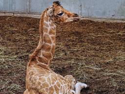 Nubische giraffe M'toto geboren in safaripark Beekse Bergen