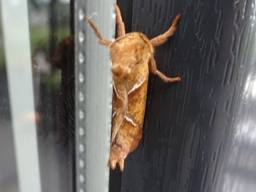 Het mannetje van de oranje wortelboorder (foto: An Roelen)