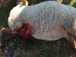 Een van twee dode schapen (foto: Hans van Lieshout).