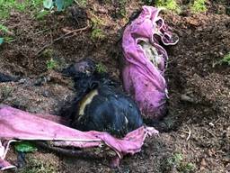 De honden lagen heel ondiep begraven (foto: Dierenambulance Brabant Noord-Oost).