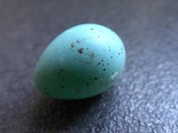 Vorige week abusievelijk dit ei een merelei genoemd, maar later erachter gekomen (mede dankzij tip) dat het een ei is van de zanglijster.