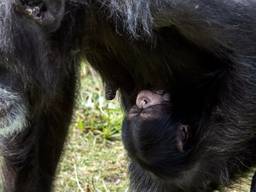 West-Afrikaanse chimpansee geboren in safaripark Beekse Bergen
