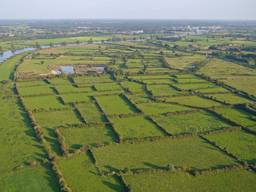 Maasheggen in de race voor Europese landschapsprijs: ‘Kers op de taart’ (foto: gemeente Land van Cuijk).