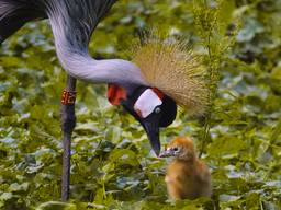 In de Beekse Bergen is een grijze kroonkraanvogel uit het ei gekropen.