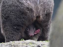 De wombat kijkt uit de buidel naar buiten (foto: Thomas Schüten)