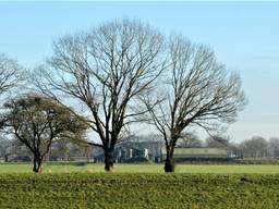 Ruim 450 Brabantse boeren zitten als PAS-melder in onzekerheid. (foto  Ben_Saanen)