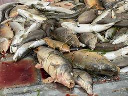 De vissen zouden doodgaan door zuurstoftekort in het water (foto: Patrick Lodewijks).