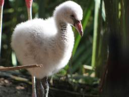 Flamingo's geboren in dierentuin, verzorgers moesten er 8 jaar op wachten