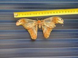 Atlasvlinder verdwaalt in Brabant (foto: Dierenbescherming Brabant Noordoost)