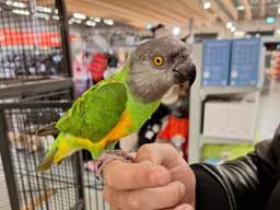 Blijdschap bij Pets Place Boerenbond in Tilburg, Queen is terug (foto: Rob van den Corput).