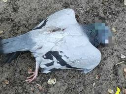 Een van de dode duiven (foto: politie Eindhoven)