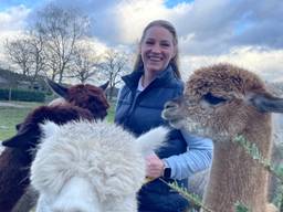 Deze alpaca's smikkelen van kerstbomen