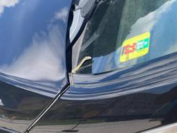 Een geelgroene toornslang (foto: Hans Oerlemans).