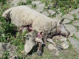 Een van de dode schapen in de wei bij Wijk en Aalburg (foto: Sjoerd Poorter)