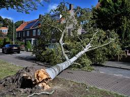 Onstuimig weer leidt tot veel omgewaaide bomen en schade