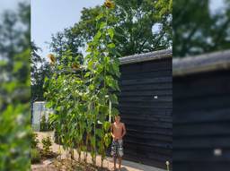 Zoon Toby bij de gigantische zonnebloemen (foto: Judith Nijssen).