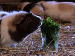 Gedumpte cavia's zorgen voor drukte bij de opvang: 'Komt door de lockdown'