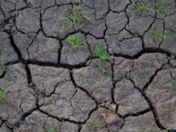 De natuur heeft dorst (foto: Ab Donker).