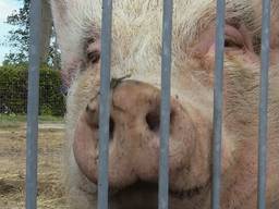 Een van de bewoners van Park Veldzicht: Miss Piggy (foto: Rob Bartol).