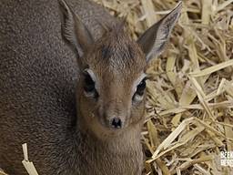 Baby dikdik Jill geboren in Beekse Bergen