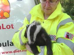 Karin met een geredde das (foto: Stichting Dassenwerkgroep Brabant).