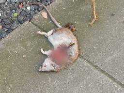 Een dode rat in de brandgang van de Meidoornstraat (privéfoto).