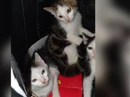 Drie kleine katertjes zaten in een rugzak (foto: Dierenasiel De Doornakker)