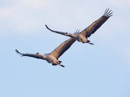 Kraanvogels in de lucht (foto: ANP)