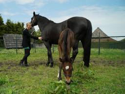Chantal met moederpaard Delveux en veulen Toscane (Foto: Rochelle Moes).
