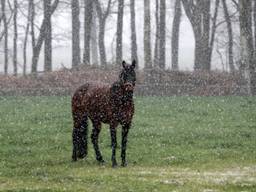 Een paard tijdens lichte sneeuw in Budel (foto: Ben Saanen).