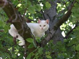 De kat in de boom aan de Elzengaard in Boxtel (foto: Sander van Gils/SQ Vision).