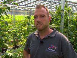 Maarten teelt frambozen onder zonnepanelen in plaats van plastic