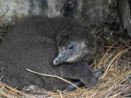 Brabant kreeg er onder andere pinguïns bij in 2020 (foto: ZooParc Overloon).