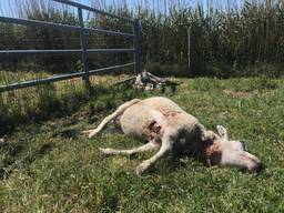 Dode schapen in Hedikhuizen (foto: Ilse Schoenmakers).