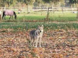De Saarlooswolfhond in Nederwetten (foto: Harm Sanders).