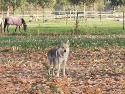 De Saarlooswolfhond in Nederwetten (foto: Harm Sanders).