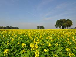 Zonnig nazomerweer in Budel (foto: Ben Saanen).