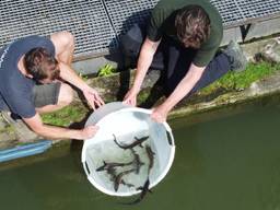 In 2023 werden er ook al steuren uitgezet in de Biesbosch (foto: Ernst Schrijver)