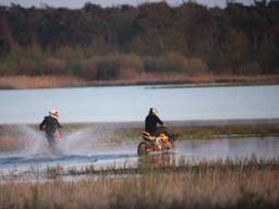 De onverlaten op de Strabrechtse Heide (foto: Maurice van de Waarsenburg).