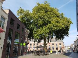 De Dikke Boom in Bergen op Zoom