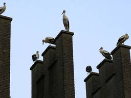 Ooievaars in Ommel (foto: Harrie Grijseels/SQ Vision).