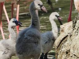Flamingo-babyboom in Beekse Bergen: acht kuikens in week tijd