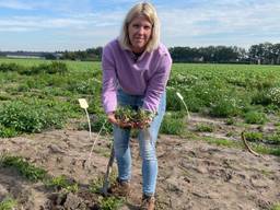 Anniek experimenteert in Reusel met het telen van pinda's.