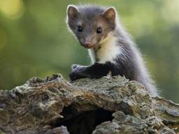 Een steenmarter (foto: Zoogdiervereniging).