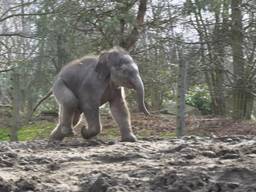 Rashmi loopt als een dartel veulen in de buitenlucht (foto: Dierenrijk).