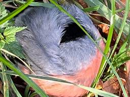 Dit zagen Anke en Marja naast een wandelpad (foto: Anke en Marja).
