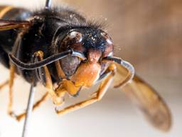 Een opgezette Aziatische hoornaar in museum Naturalis (foto: ANP / Frank van Beek).