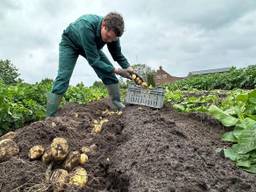 Marc van der Bol rooit de nieuwe aardappelen met de hand (foto: Stijn Nooijens/ZuidWest TV).